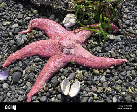 Five Sea Shells On The Beach Hi Res Stock Photography And Images Alamy