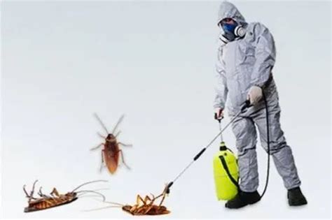 Residential Cockroaches Pest Control Management Services At Rs 1499service कॉकरोच पेस्ट