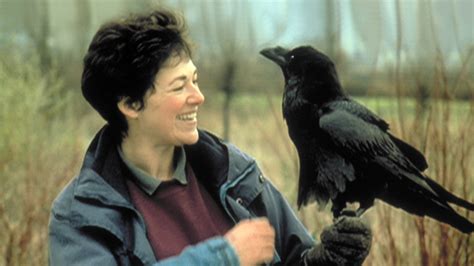 ravens about nature pbs