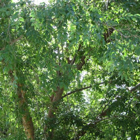 Chinese elm tree arizona |. Evergreen Elm - Ulmus parvifolia