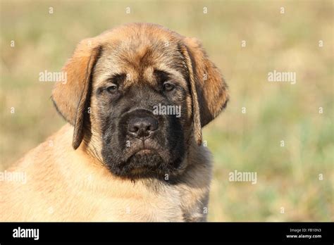 Old English Mastiff Puppy Stock Photo Alamy