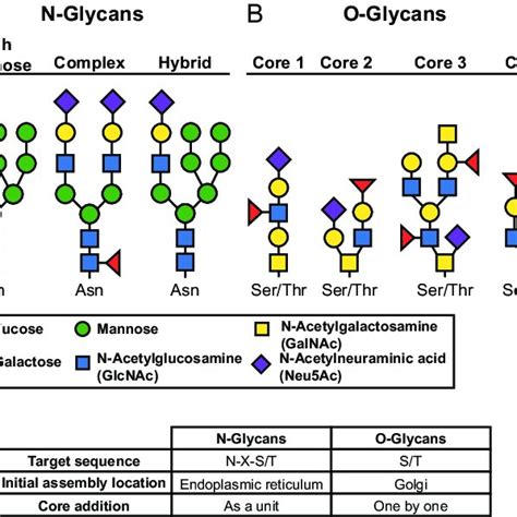 Glycosylation Schematic A Diagram Of High Mannose Left Complex