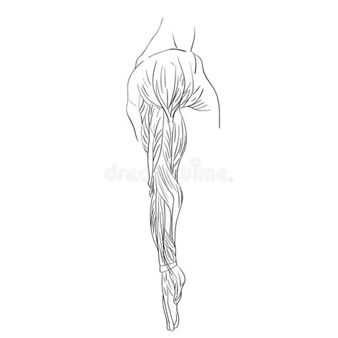 Lateral Muscles Of Arm Stock Vector Illustration Of Anatomy 75236076