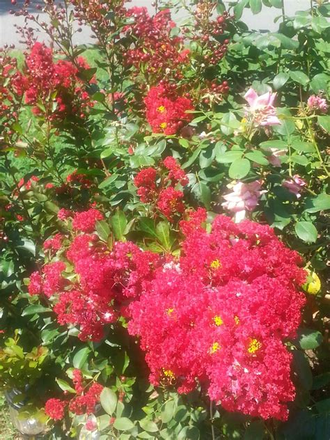 Check spelling or type a new query. MY CREPE MYRTLE | Crepe myrtle, Myrtle, Flowers