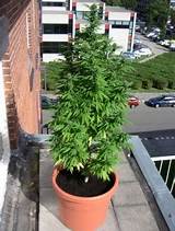 Best Way To Grow Marijuana Outside