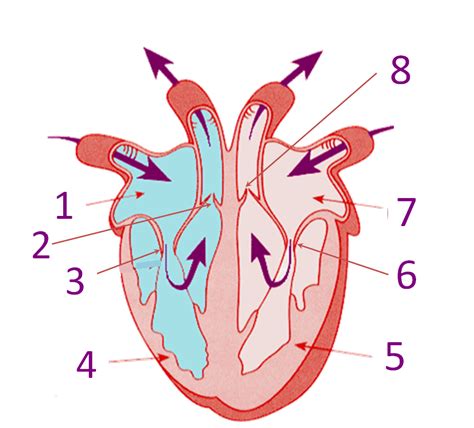 Parts Of The Heart Proprofs Quiz