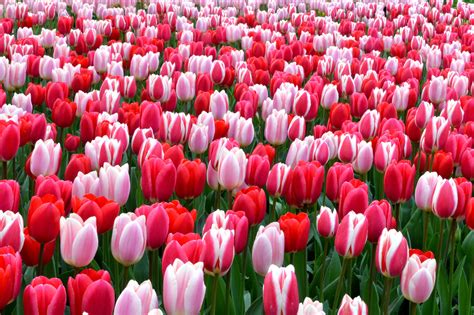 Free Photo Tulip Flower Flower Nature Plant Free Download Jooinn