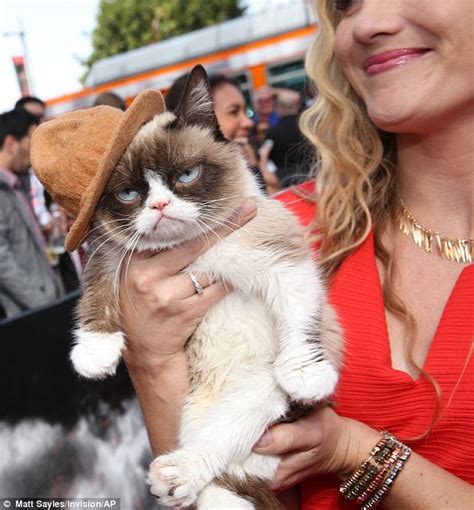 Stitch The Kitten Aka Ugly Cat Becomes Internet Sensation Daily