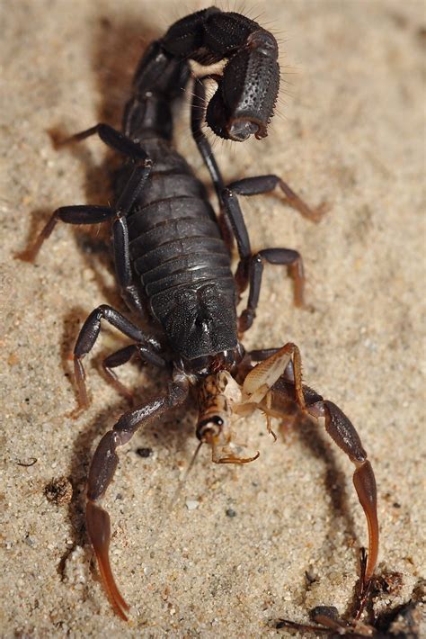 Scorpion Eating A Photo On Flickriver