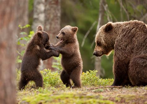Wallpaper Trees Forest Nature Wildlife Bears Baby