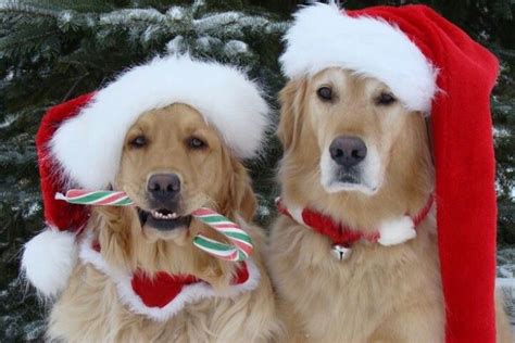 Christmas Gold Christmas Animals Golden Retriever Pet Holiday