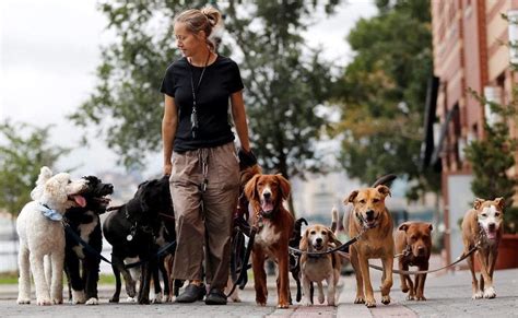 Do You Need A Certificate To Be A Dog Walker