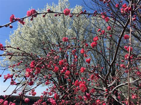 Beautiful Ornamental Weeping Peach Tree Sugar Sunshine And Flowers