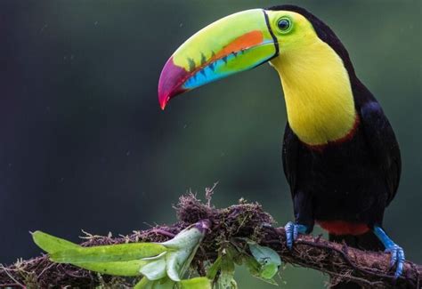 Top 30 Interesting Facts About Toucans The Fact Site Rainforest