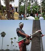 Palm Climbing Equipment