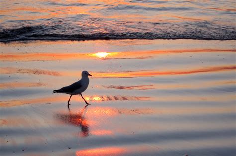 Wallpaper Sunset Sea Shore Sand Reflection Beach Sunrise