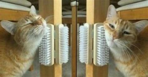 Sowohl männliche als auch weibliche tiere halten ihr revier sauber. 10 Tricks für Katzen im Haus.