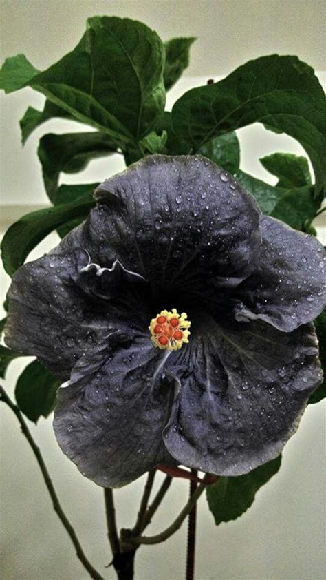 407 Best Images About Hibiscus On Pinterest Tropical Hibiscus