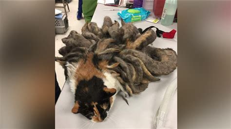 Jay dragon on oliga model. Cat found with two pounds of fur finds new home - ABC11 ...