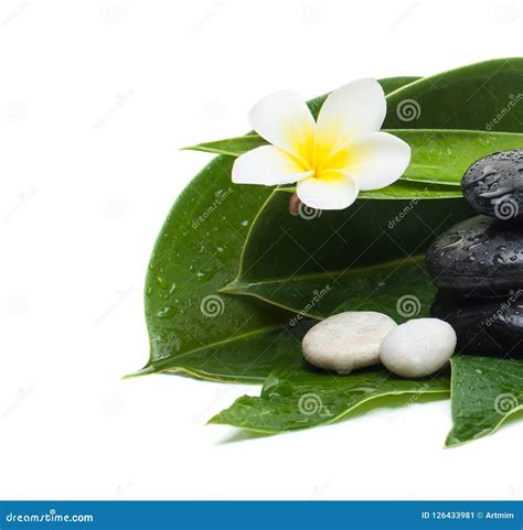 Flower Leaves And Stones For Massage Therapy Stock Image Image Of Ellness Relaxation 126433981