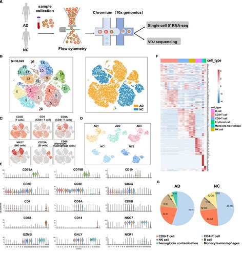 Frontiers Single Cell Rna Sequencing Of Peripheral Blood Reveals