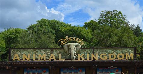 10 Defining Disney Moments You Can Only Have At Animal Kingdom