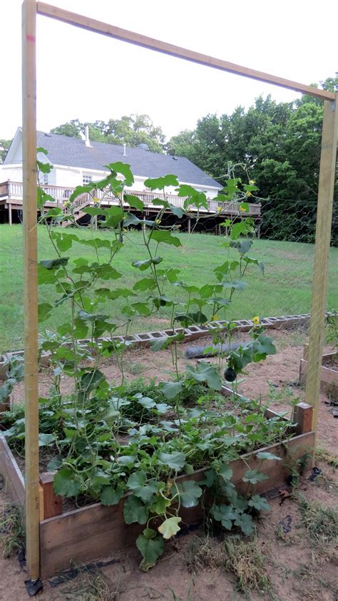 Cantaloupes And Melons Successful Trellis Gardening