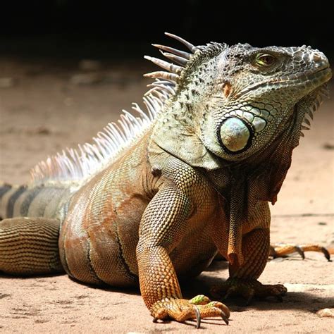 How To Set Up Your First Pet Iguana Habitat Thegearhunt