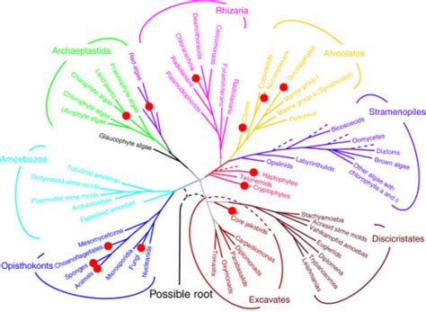 Consensus Phylogenetic Tree Of Eukaryotes The Branches Open I