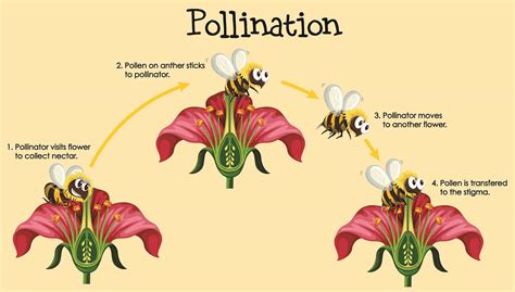 Why Is Pollination Important In Plant Reproduction George Glass Blog