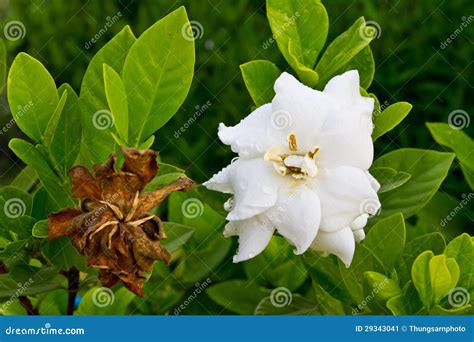 Gardenia Jasminoides Flower Stock Image Image Of Fresh Fragrance