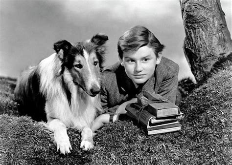 Roddy Mcdowall In Lassie Come Home 1943 Directed By Fred M Wilcox Greeting Card By Album