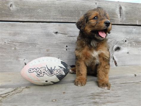 Lancaster puppies offers standard and large bernedoodle puppies for sale in pa, indiana and other states. View Ad: Miniature Bernedoodle Puppy for Sale near Ohio ...
