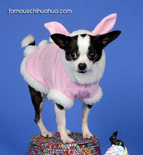 Chihuahuas Dressed For Easter Picture Contest