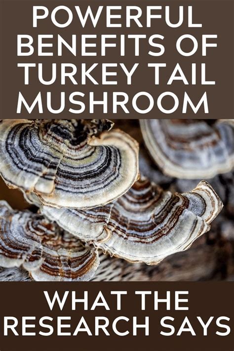 powerful benefits of turkey tail mushroom what the research says