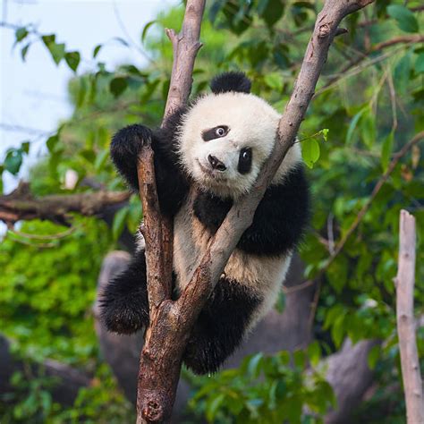Best Panda Stock Photos Pictures And Royalty Free Images Istock