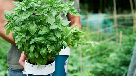 7 Surefire Ways To Bring Your Dying Basil Plants Back To Life