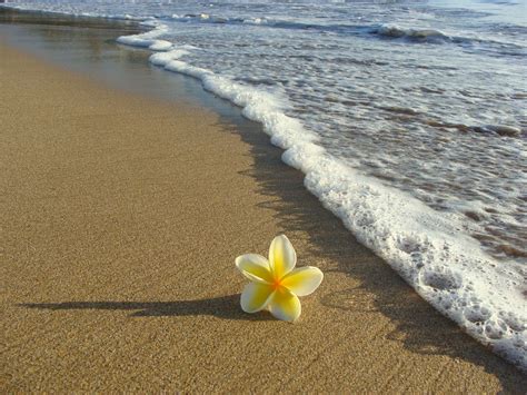 Plumeria Maui Beautiful Beaches Beautiful Flowers Beach Photography
