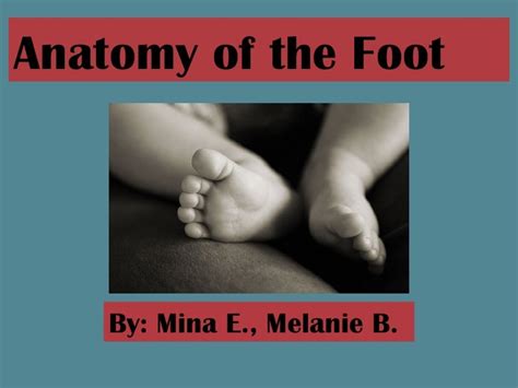 Foot Anatomy Ppt