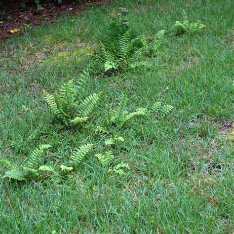 Weeds That Look Like Ferns