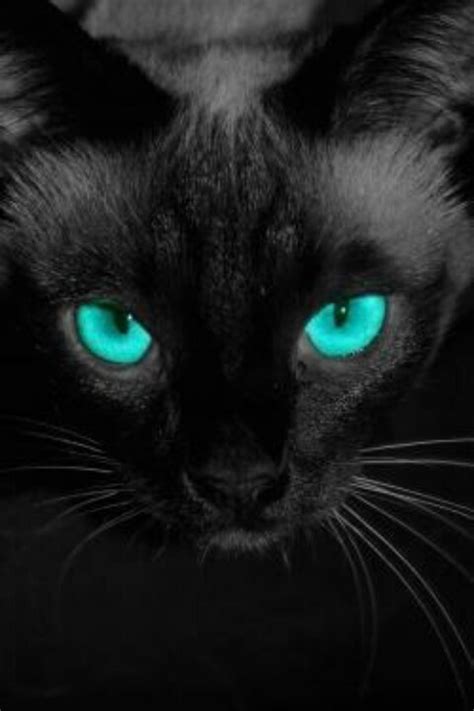 Blue Eyes Black Cats And Warriors On Pinterest