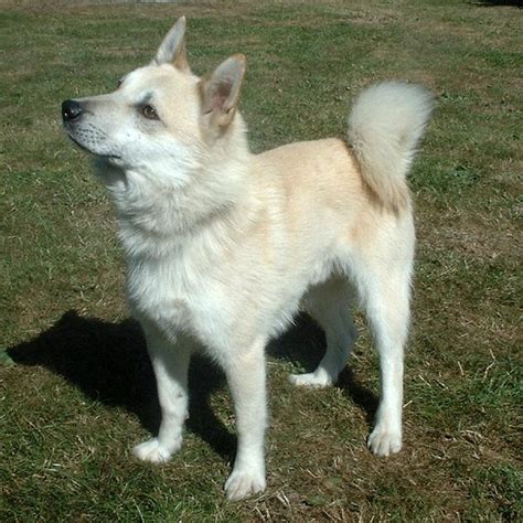 About nordic hunting dog breeds: DOOGGS | Hunde | Wunschhund suchen und finden