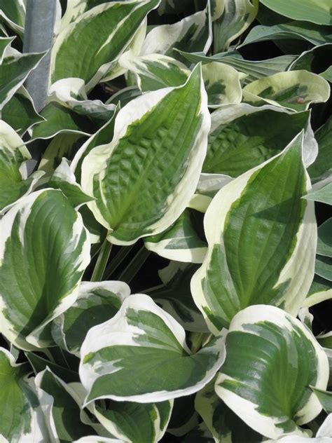 Hostas are exceedingly popular perennials in today's gardens due to. Hosta 'Patriot' - Funkie - Staudengärtnerei Drachengarten