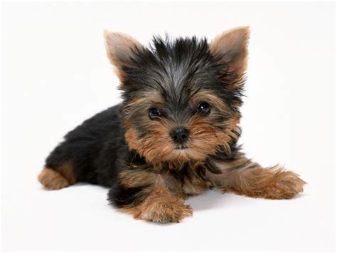 Download this free photo about puppy dog isolated on white background, and discover more than 8 million professional stock photos on freepik. Animals dogs puppies Yorkshire Terrier white background wallpaper | 1600x1200 | 341032 | WallpaperUP