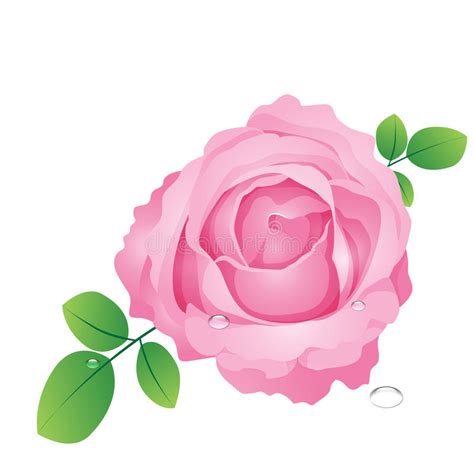 Vector Pink Roses Stock Vector Illustration Of Garden 71640630