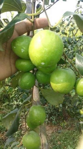 Full Sun Exposure Green Thai Veraity Apple Ber Plant For Fruits At Rs