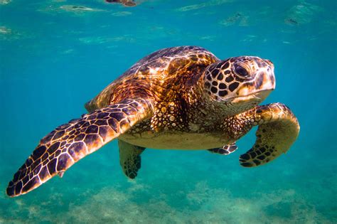 Save Sea Turtles How To Help Animals Blog By World