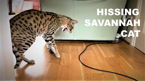 Hissing Savannah Cat Youtube