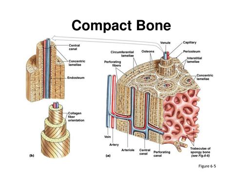 Compact Bone Anatomy Def