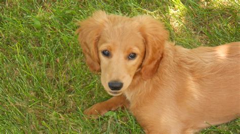 For mini golden retrievers, these could include elbow dysplasia, heart issues, eye disease, and hip dysplasia. 25 Fresh Teacup Golden Retriever Puppies For Sale | Puppy ...